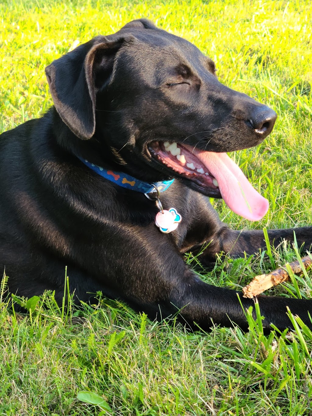 Waverley Animal Hospital | 2400 Waverley Rd, Waverley, NS B2R 1Z1, Canada | Phone: (902) 576-2068