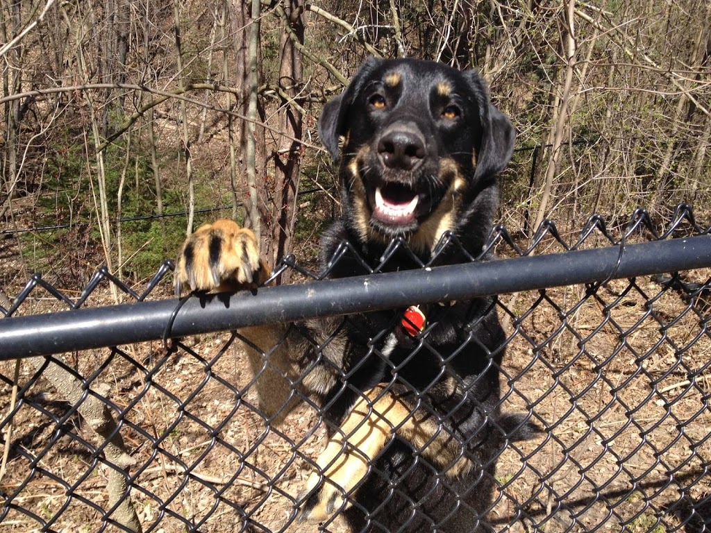 Waggz and Whiskerz Pet Services | 4902 Davis Dr, Cedar Valley, ON L0G 1E0, Canada