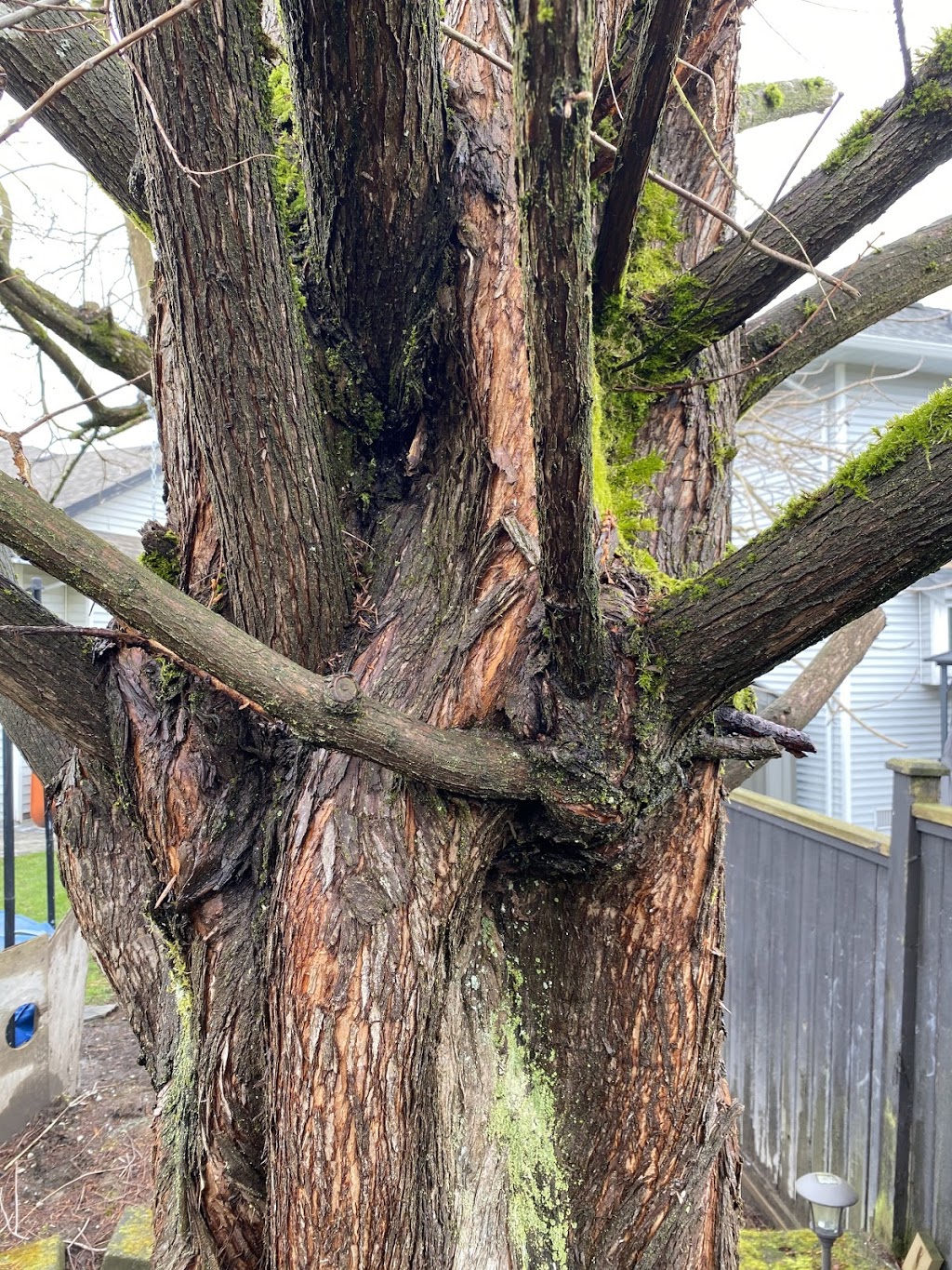 Ridge Meadows Tree Service | 12351 203 St, Maple Ridge, BC V2X 4V9, Canada | Phone: (604) 353-4979