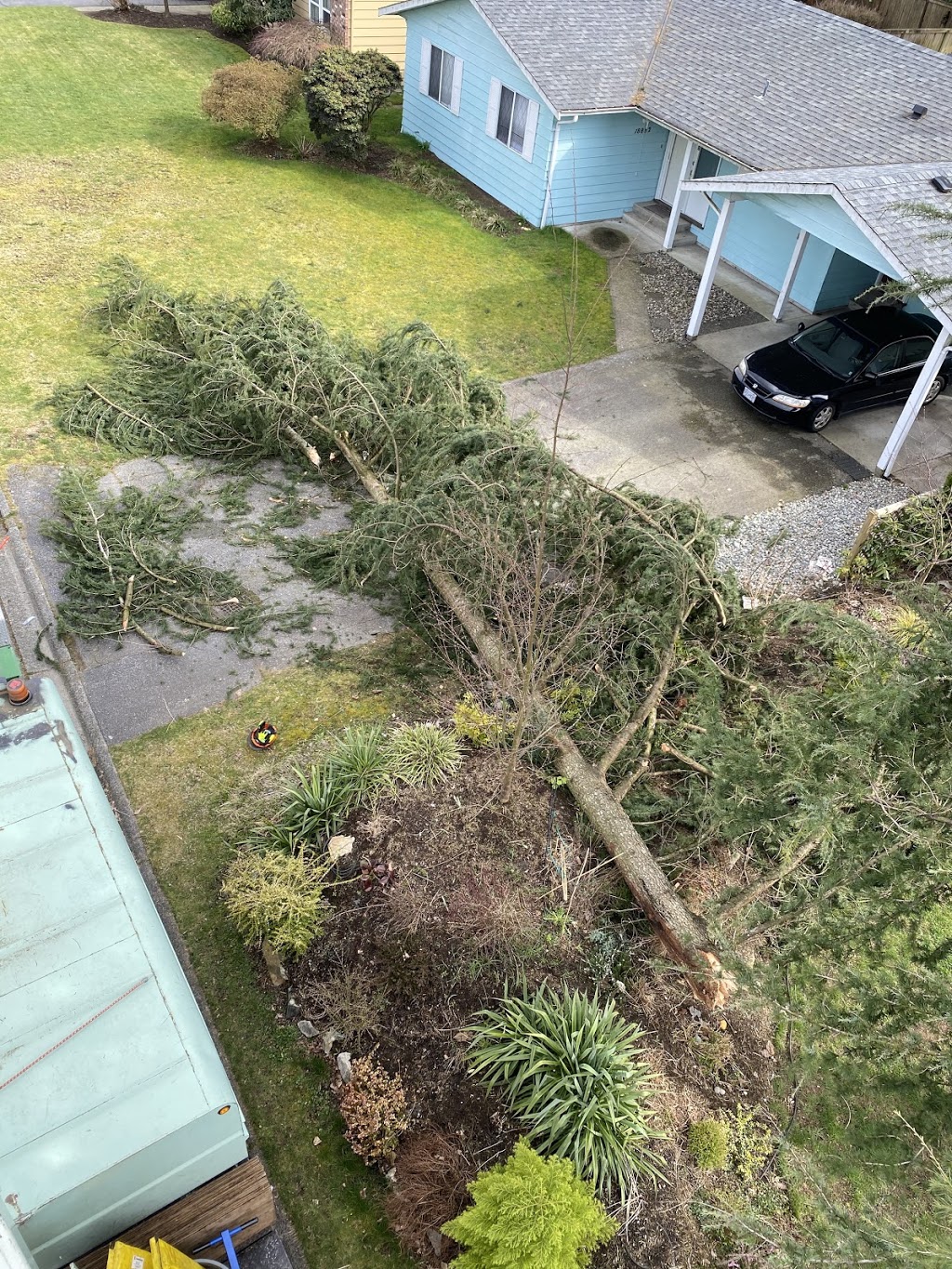 Ridge Meadows Tree Service | 12351 203 St, Maple Ridge, BC V2X 4V9, Canada | Phone: (604) 353-4979