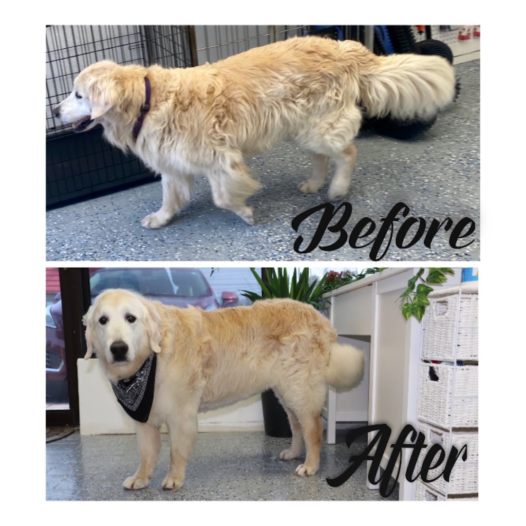 Scruffy To Fluffly by Shian | 95 Dufferin St, Perth, ON K7H 3A5, Canada | Phone: (613) 246-1145