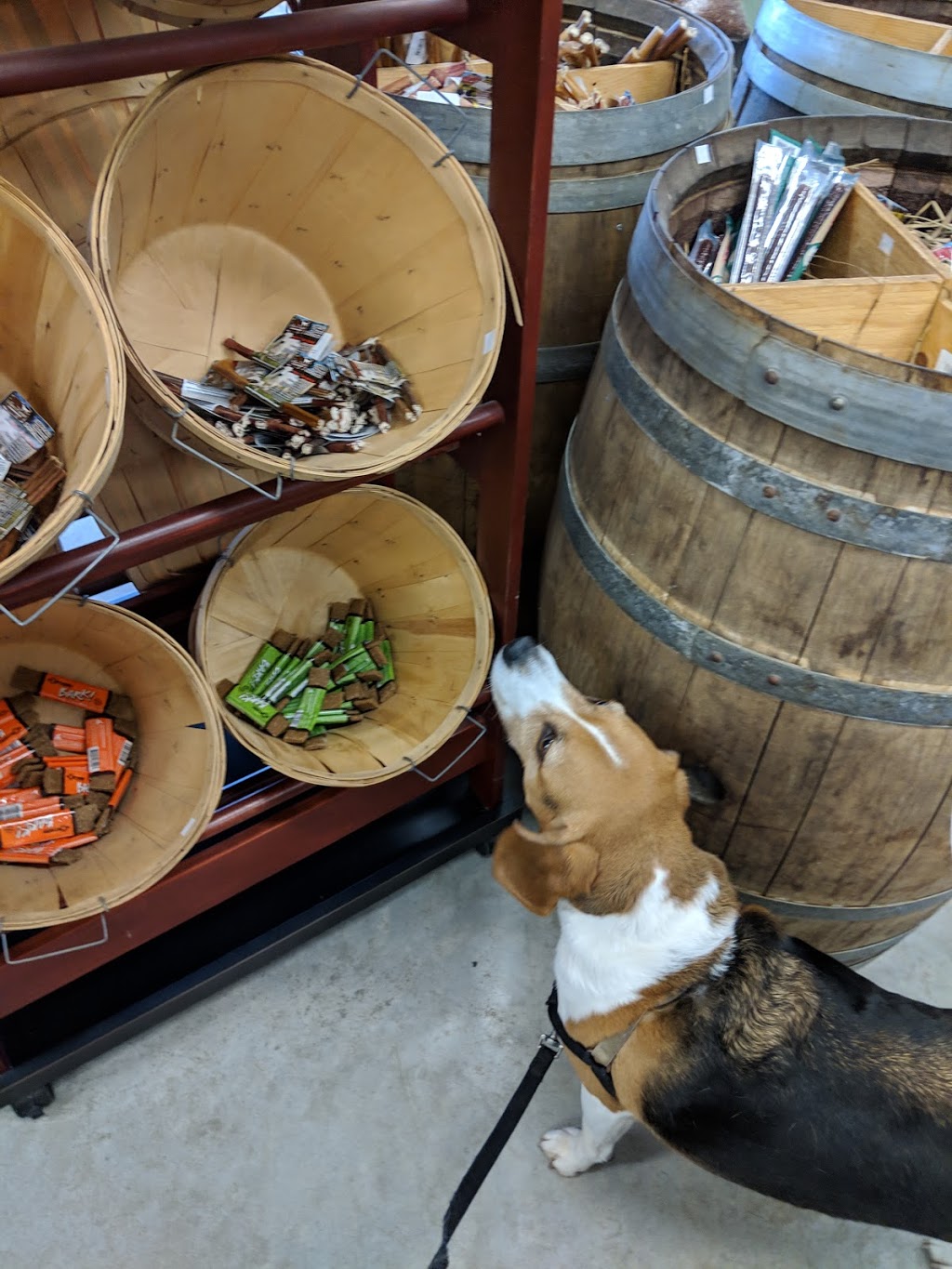 Masters N Hounds | 2517 Fischer-Hallman Rd, Ayr, ON N0B 1E0, Canada | Phone: (519) 696-3647