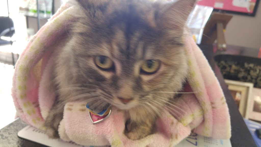 Campbell Veterinary Hospital | 158 Kennedy Rd S, Brampton, ON L6W 3G7, Canada | Phone: (905) 452-1818
