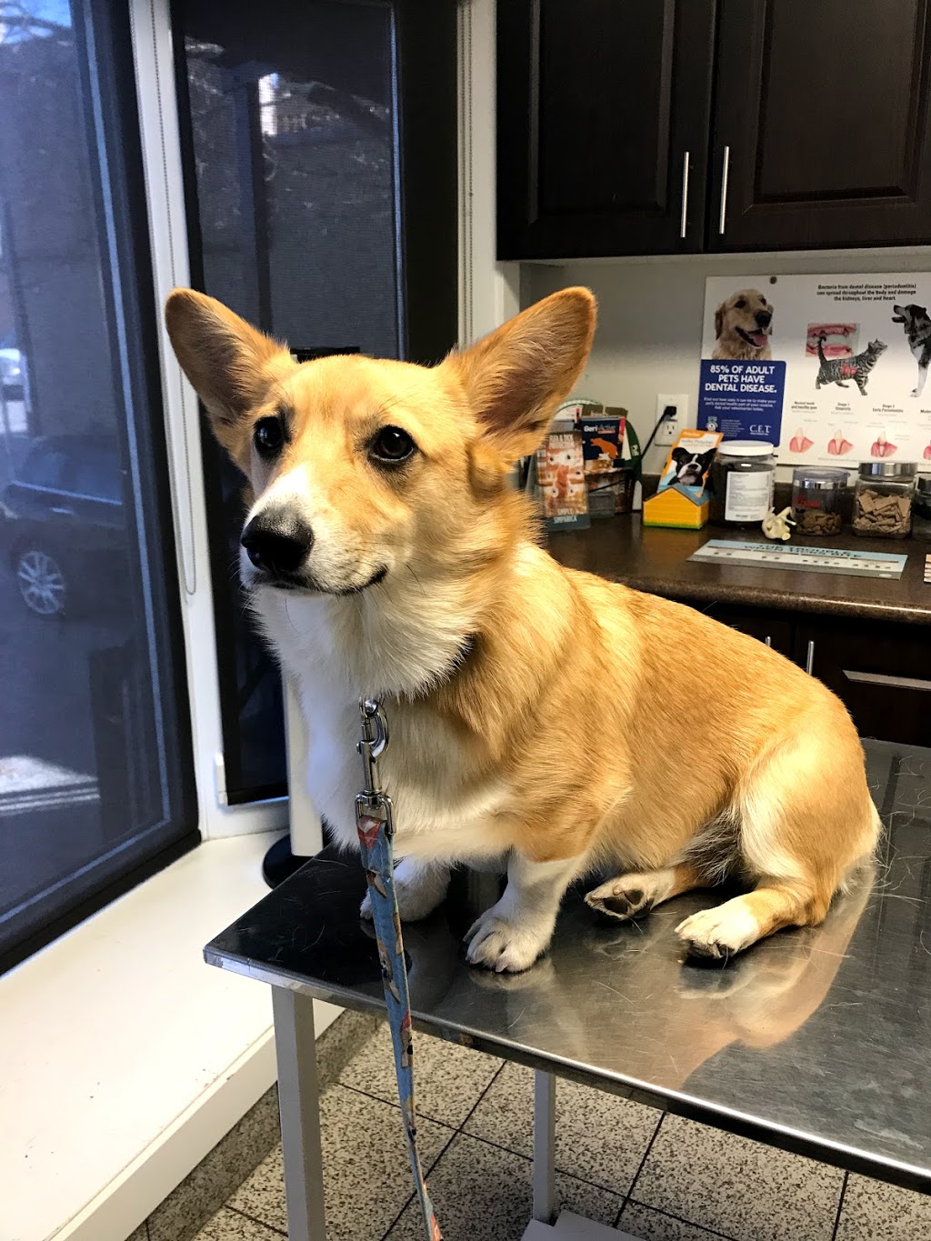 Queensdale Animal Hospital | 538 Upper Wellington St, Hamilton, ON L9A 3P5, Canada | Phone: (905) 575-0538