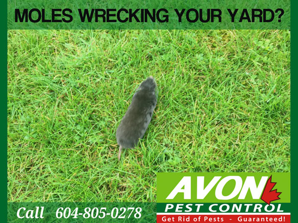 Avon Pest Control Vancouver | 650 Princess Ave, Vancouver, BC V6A 3E1, Canada | Phone: (604) 805-0278