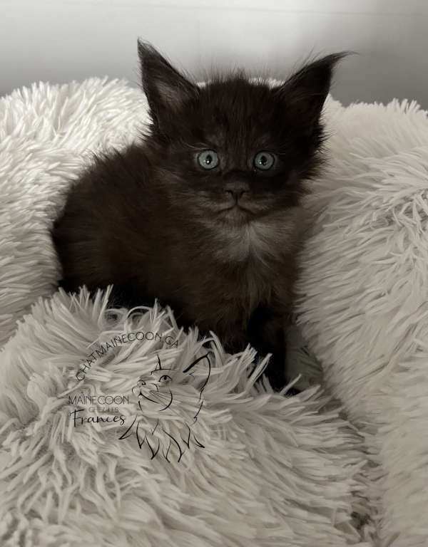 Chatterie Maine Coon FH (les Frances) | Rue St Étienne, LAssomption, QC J5W 1Y5, Canada | Phone: (514) 836-1560