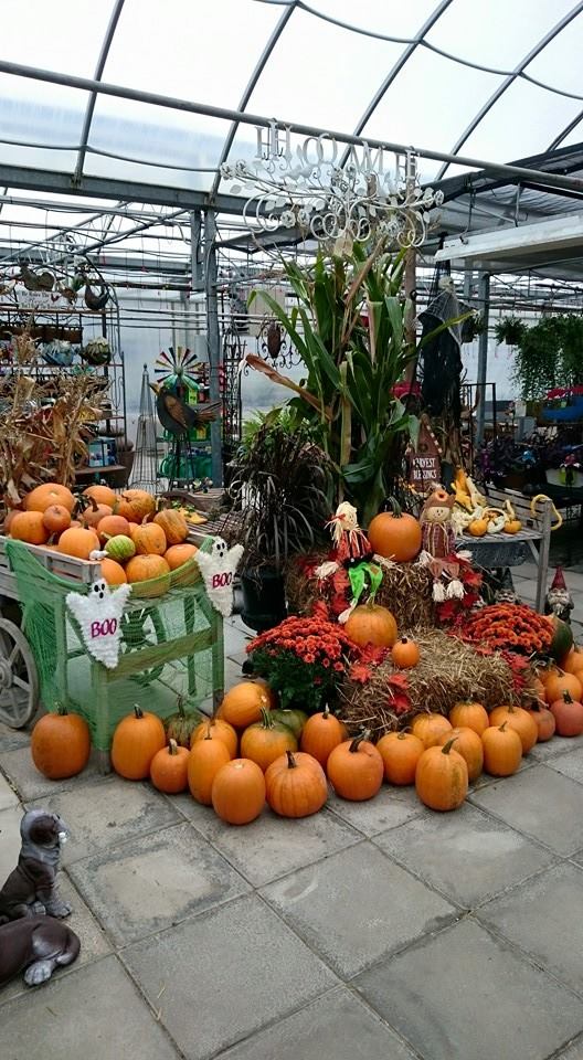 Springwater Garden Center | 13730 Simcoe County Road 27, Phelpston, ON L0L 2K0, Canada | Phone: (705) 322-2389
