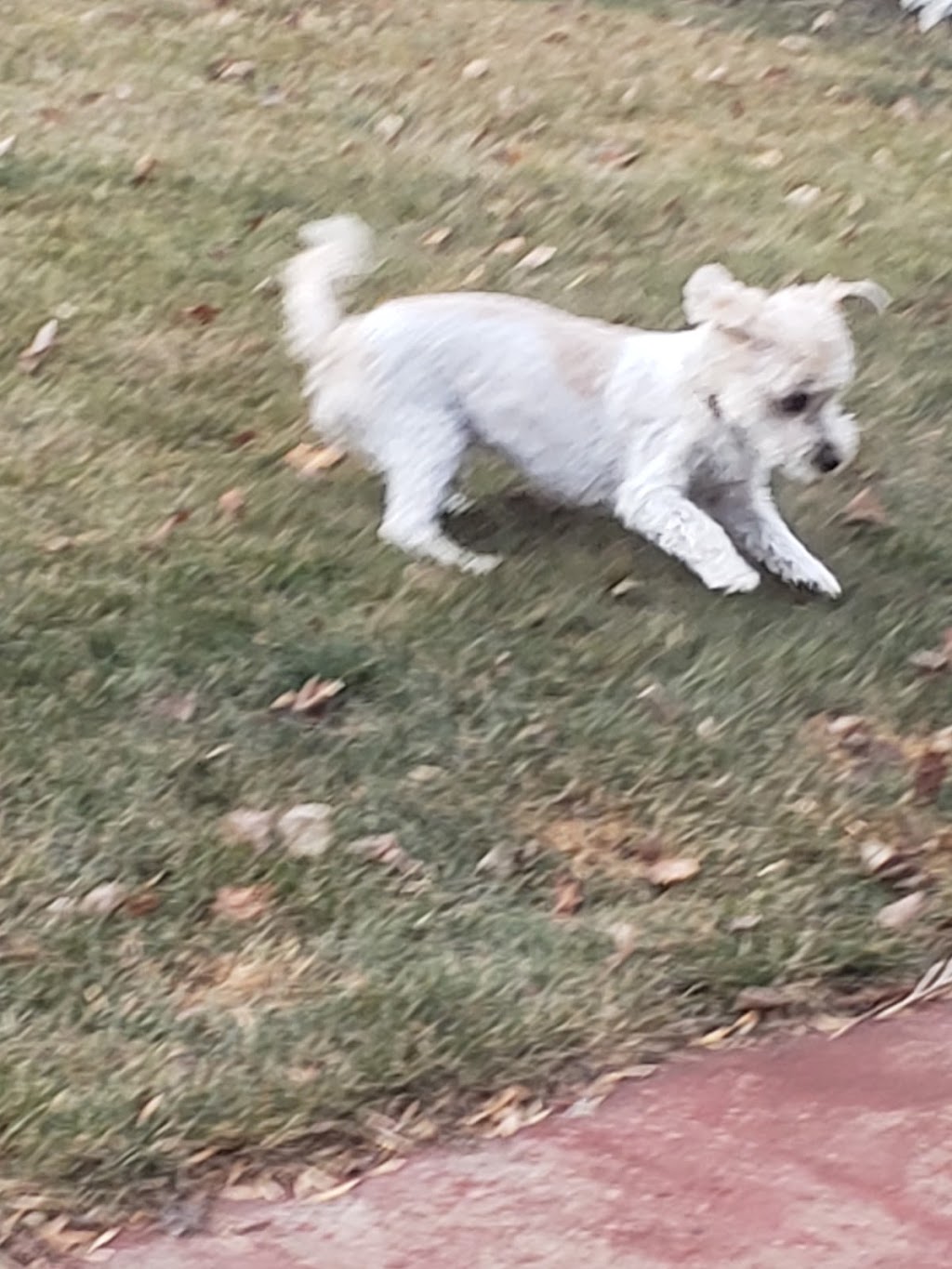 Frolicking Pups (2019) | 10 Rosewood Dr, Sherwood Park, AB T8A 2H2, Canada | Phone: (780) 991-2958