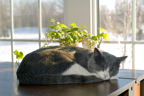 London North Animal Hospital | 735 Wonderland Rd N #22, London, ON N6H 4L1, Canada | Phone: (519) 601-8387