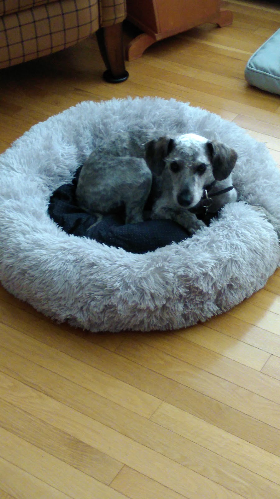 Brudenell Animal Hospital | 5174 Hwy a a MacDonald, Montague, PE C0A 1R0, Canada | Phone: (902) 838-2276