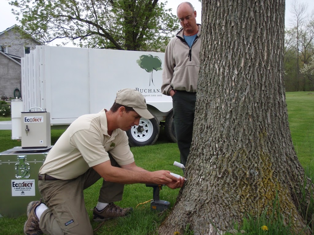Buchanan Expert Tree Care Inc | 370 Welland Rd, Fenwick, ON L0S 1C0, Canada | Phone: (905) 892-6579