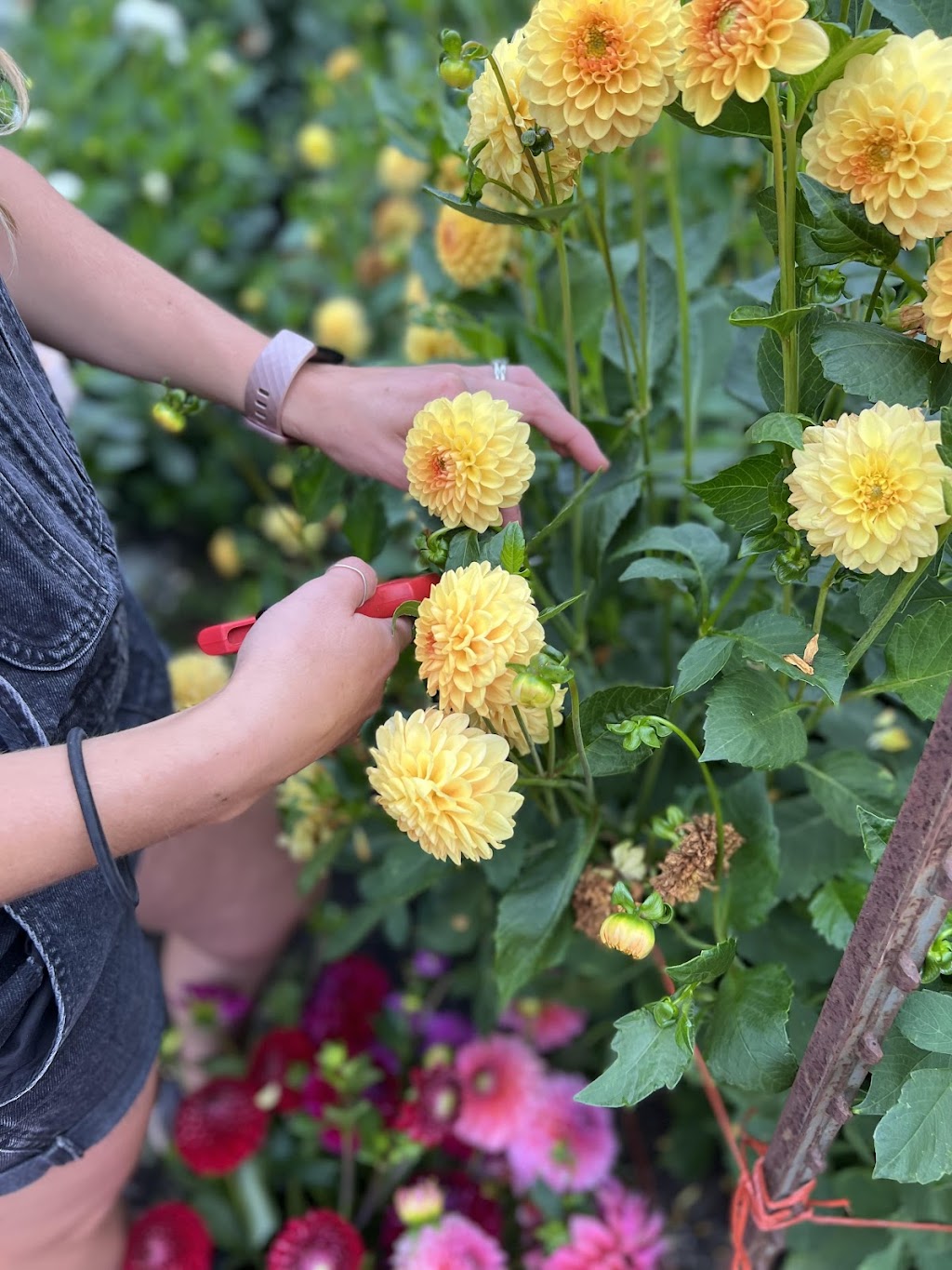Sweetbriar Flower Farm | 23293 34a Ave, Langley Twp, BC V2Z 2H6, Canada | Phone: (604) 828-5061