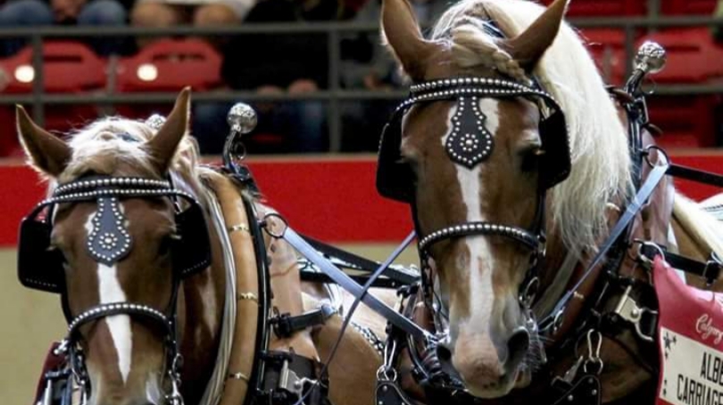 Natural Touch Equine Farm | Range Rd 245, Wheatland County, AB T0J 2R0, Canada | Phone: (403) 901-8117