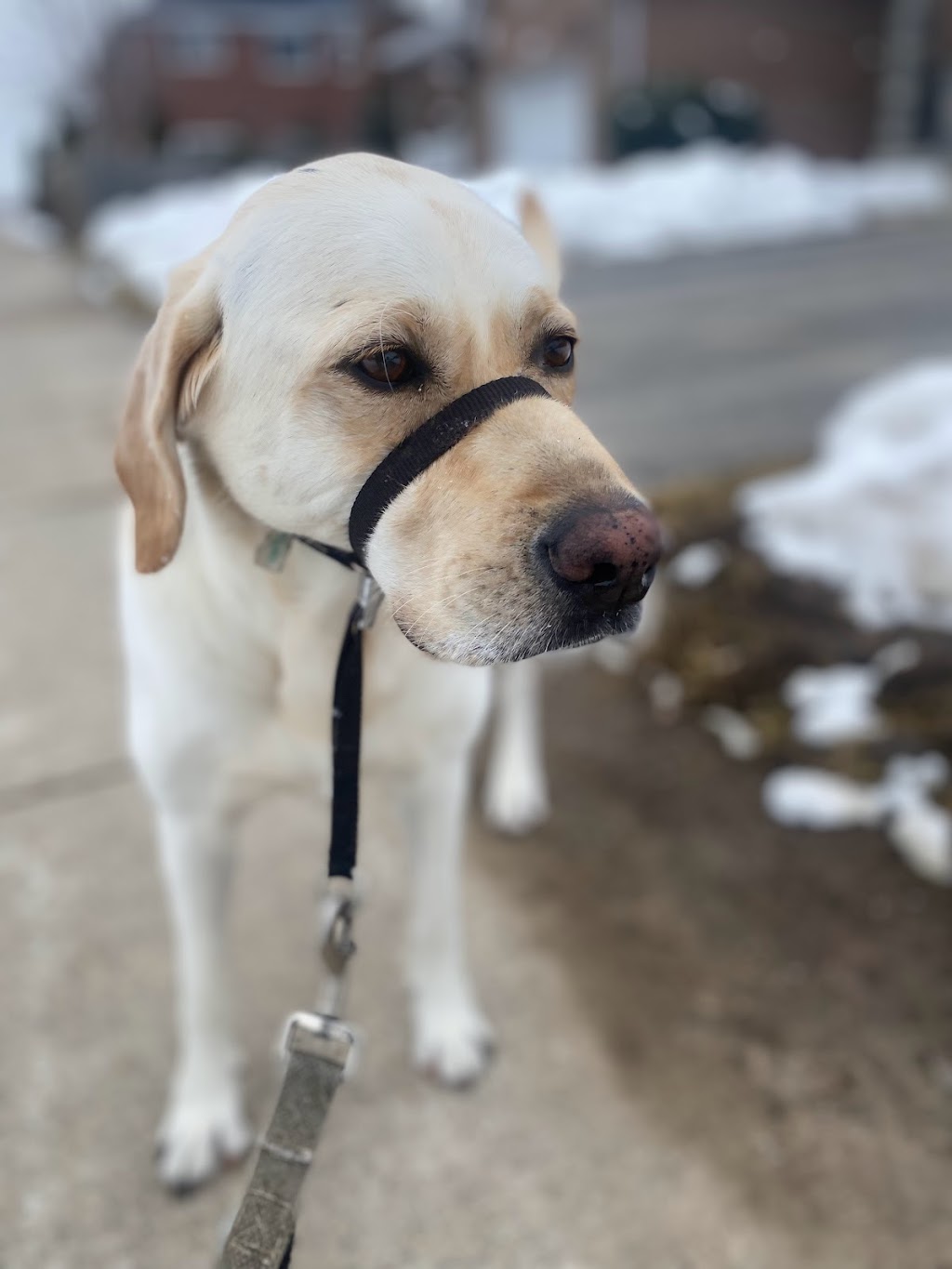 Angies Pawsitive Pet Services | 3409 Lee Ave, Cumberland Beach, ON L0K 1G0, Canada | Phone: (705) 309-5391