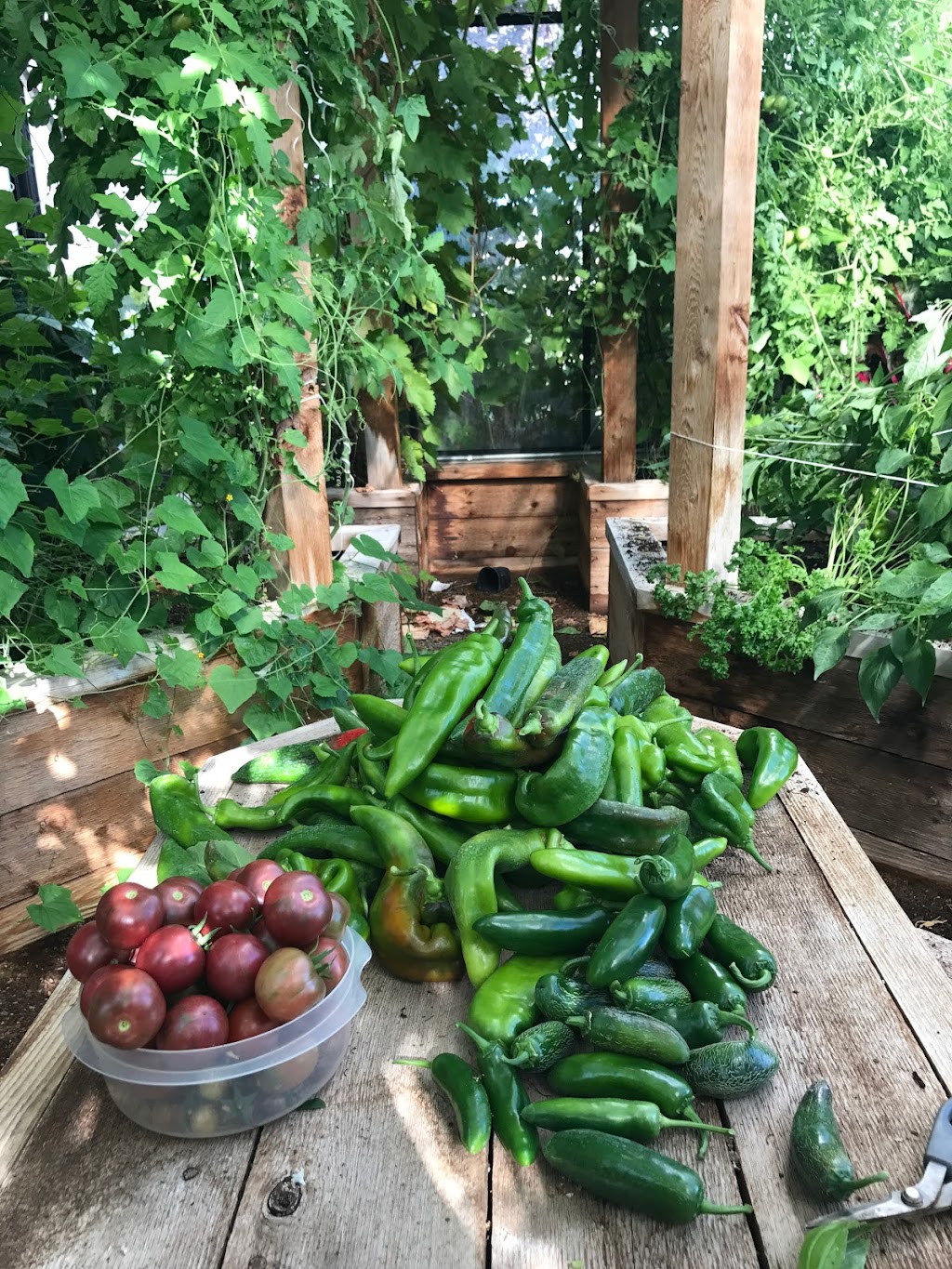 B C Greenhouse Builders Ltd - Greenhouse Manufacturer | 19087 39 Ave, Surrey, BC V3Z 0Y6, Canada | Phone: (604) 882-8408