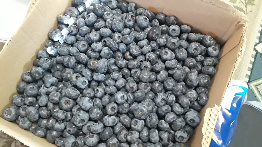 Barbies Berries Seasonal Berry Stand | 7720, 7655 Melody Ln, Ferndale, WA 98248, USA | Phone: (360) 384-1260
