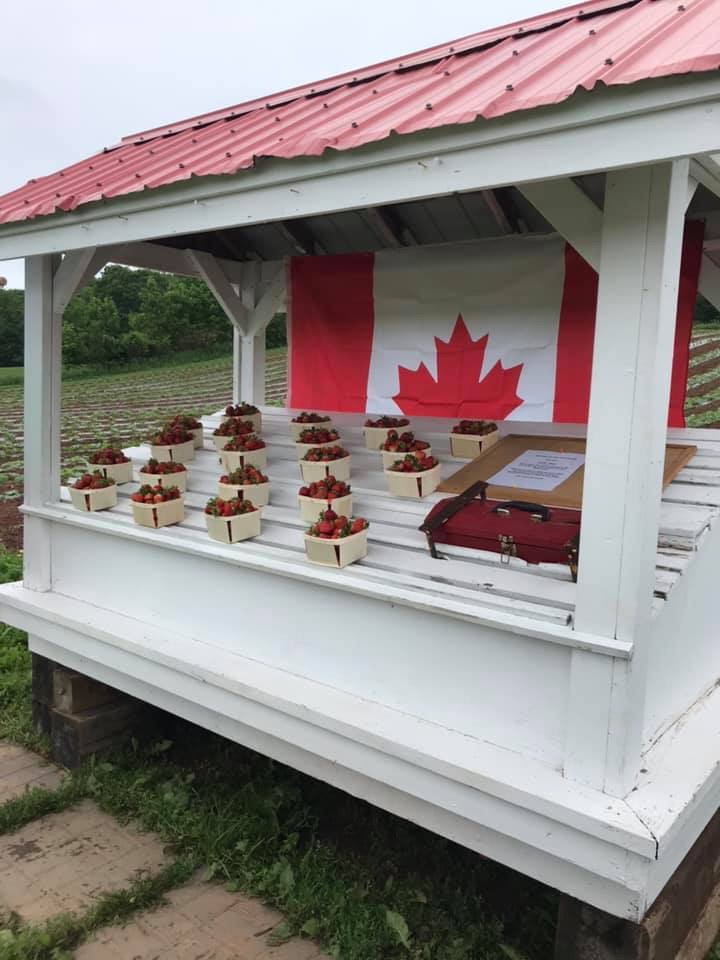 W.E.E. Pick U Pick Strawberries | 1243 Pereau Rd, Canning, NS B0P 1H0, Canada | Phone: (902) 679-9621