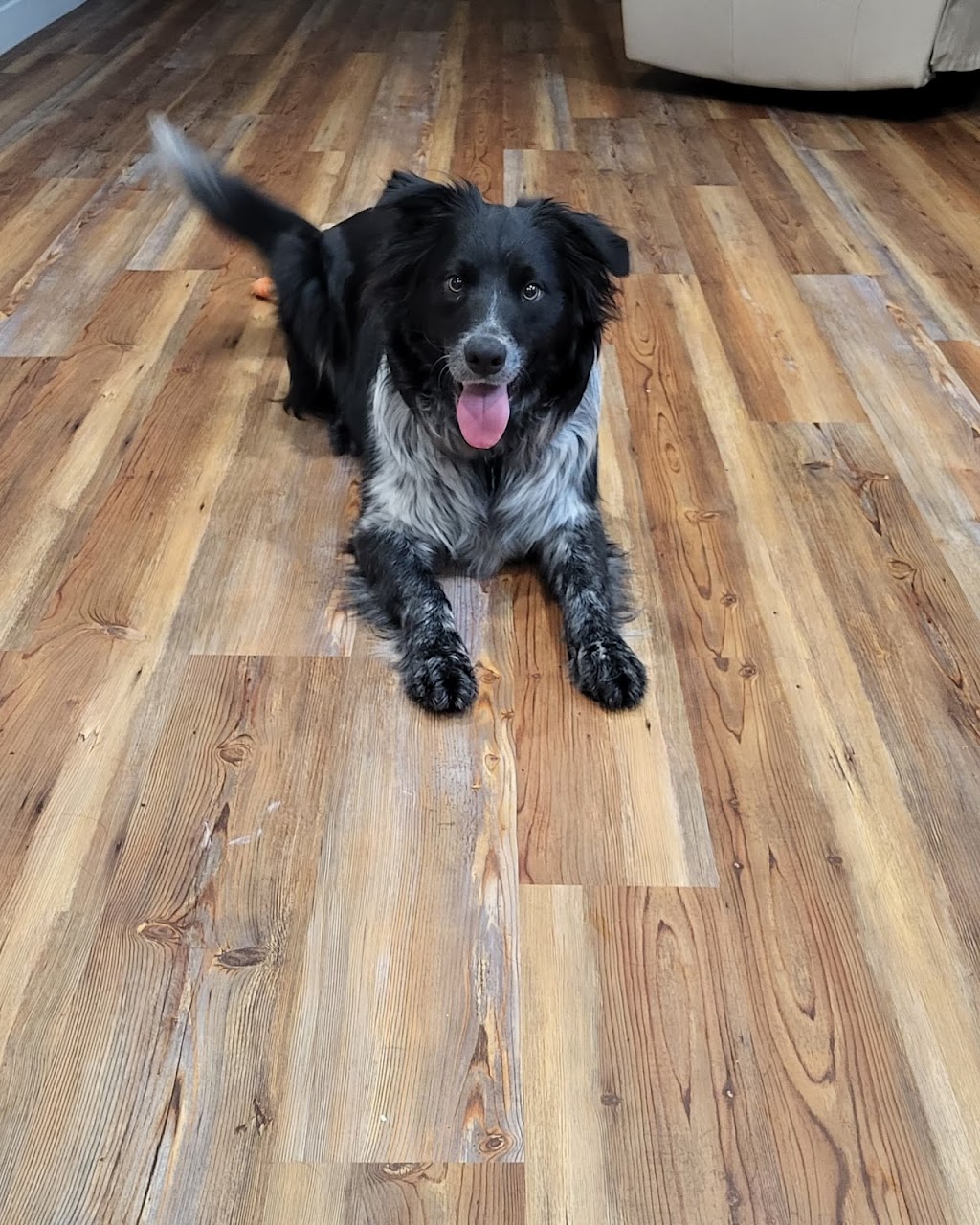 CD Pet Care | 23 Krause Crescent, Red Deer, AB T4P 3V2, Canada | Phone: (403) 352-7155