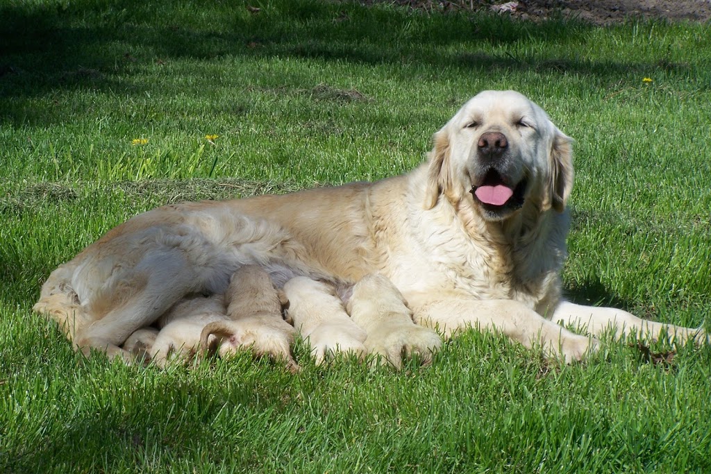 Whispering Acres Golden Retrievers | 415142 41st Line, Embro, ON N0J 1J0, Canada | Phone: (519) 475-0211