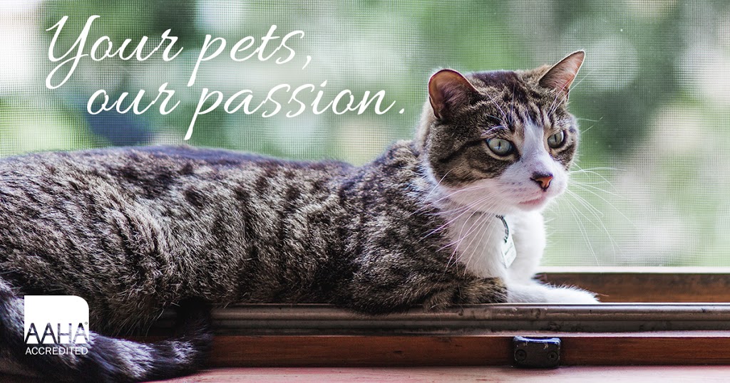 Elmwood Veterinary Hospital / Hôpital Vétérinaire Elmwood | 130 Ruelle MacAleese Ln, Moncton, NB E1A 3L9, Canada | Phone: (506) 858-9900