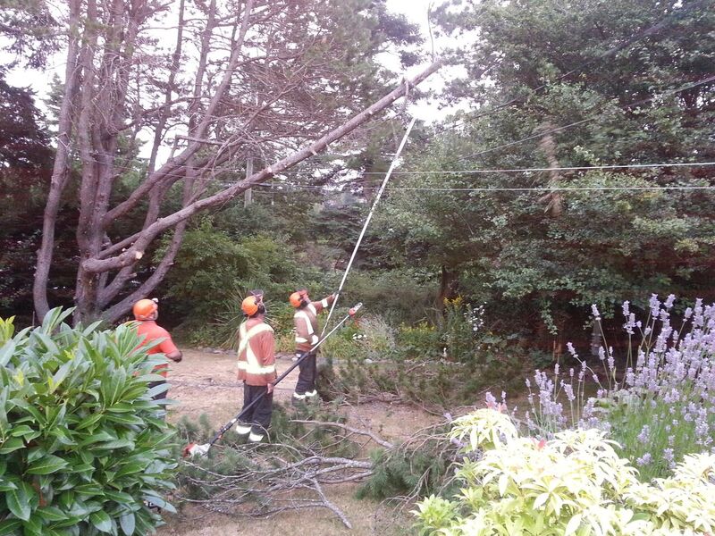 Capital Tree Service Inc. | 7199 Lochside Dr, Victoria, BC V8M 1W4, Canada | Phone: (250) 415-7244