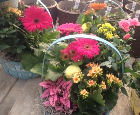 Blue Heron Landscaping | 202, ch Eardley, Gatineau, QC J9J 2Y6, Canada | Phone: (819) 684-3312