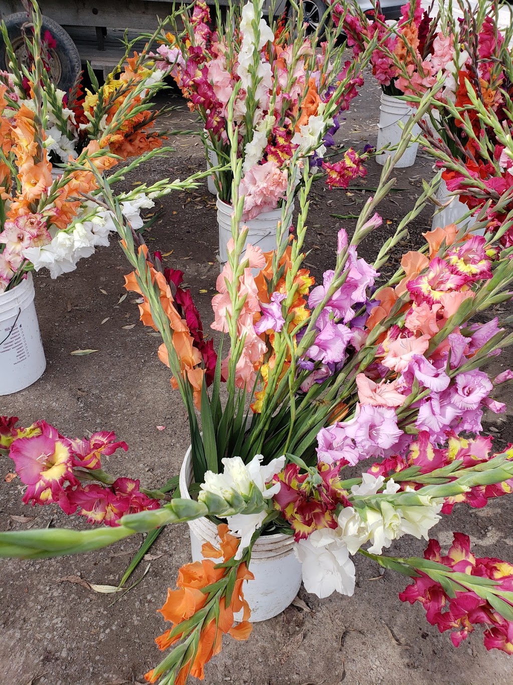 Van Grootheest Farm | 48 Stanley St, Bloomfield, ON K0K 1G0, Canada | Phone: (613) 393-2077