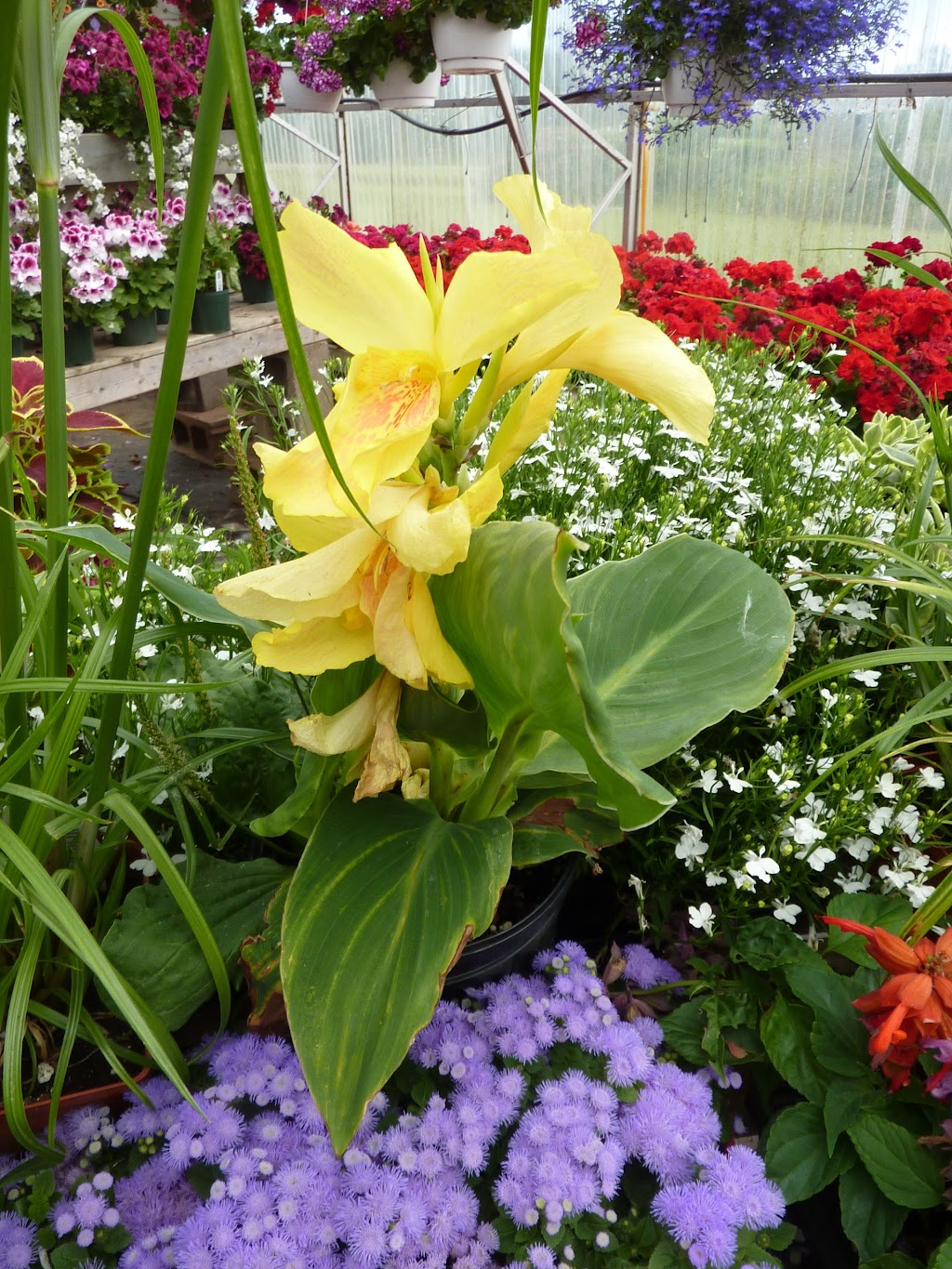Island Pride Garden Co. Wood Islands | 854 TCH, PE-1, Wood Islands, PE C0A 1R0, Canada | Phone: (902) 962-2044
