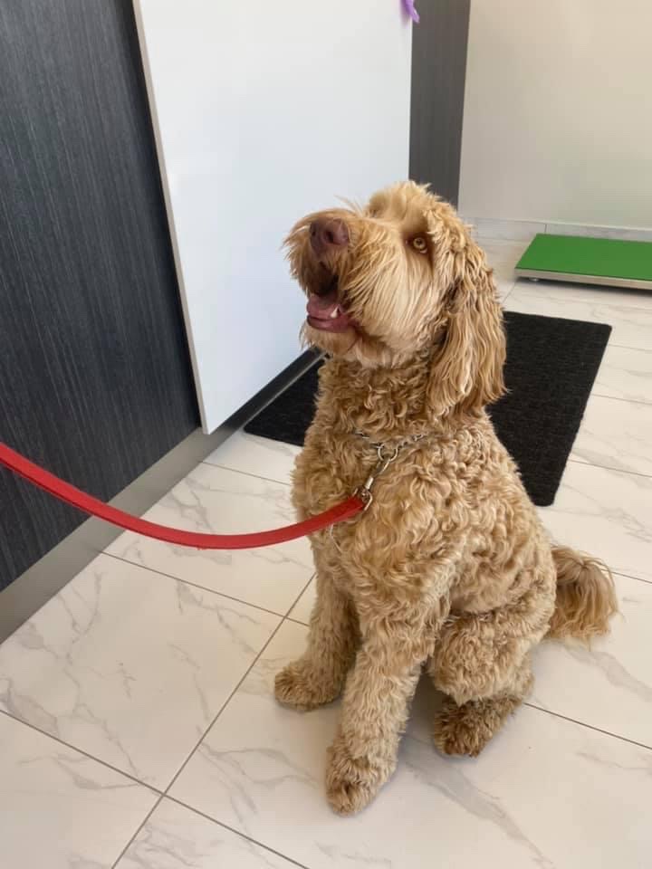 Springwood Animal Hospital (& HouseCall Services) | Springwood Animal Hospital, 1645 Dundas St E, Whitby, ON L1N 2K9, Canada | Phone: (905) 240-8100