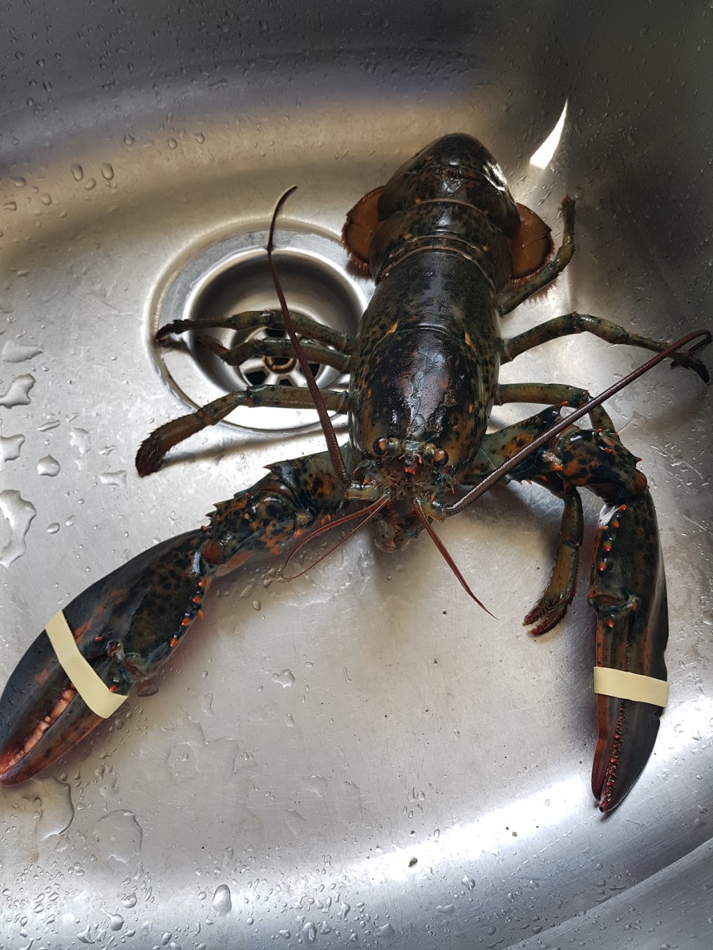 Logans daily catch | Westville, NS B0K, Canada | Phone: (902) 485-4633