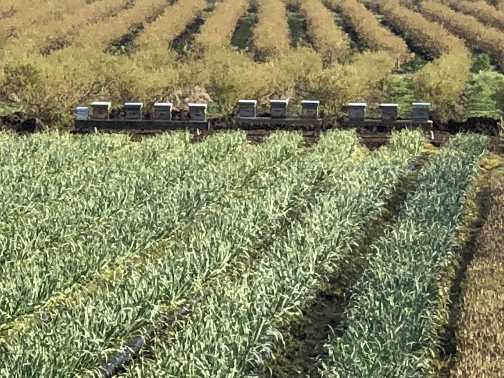 Mangat farms garlic and U-pick blueberries | 17327 32 Ave, Surrey, BC V3S 0L5, Canada | Phone: (778) 240-5044