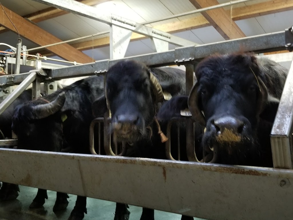 Ontario Water Buffalo Company | 3346 Stirling Marmora Rd, Stirling, ON K0K 3E0, Canada | Phone: (613) 395-1342