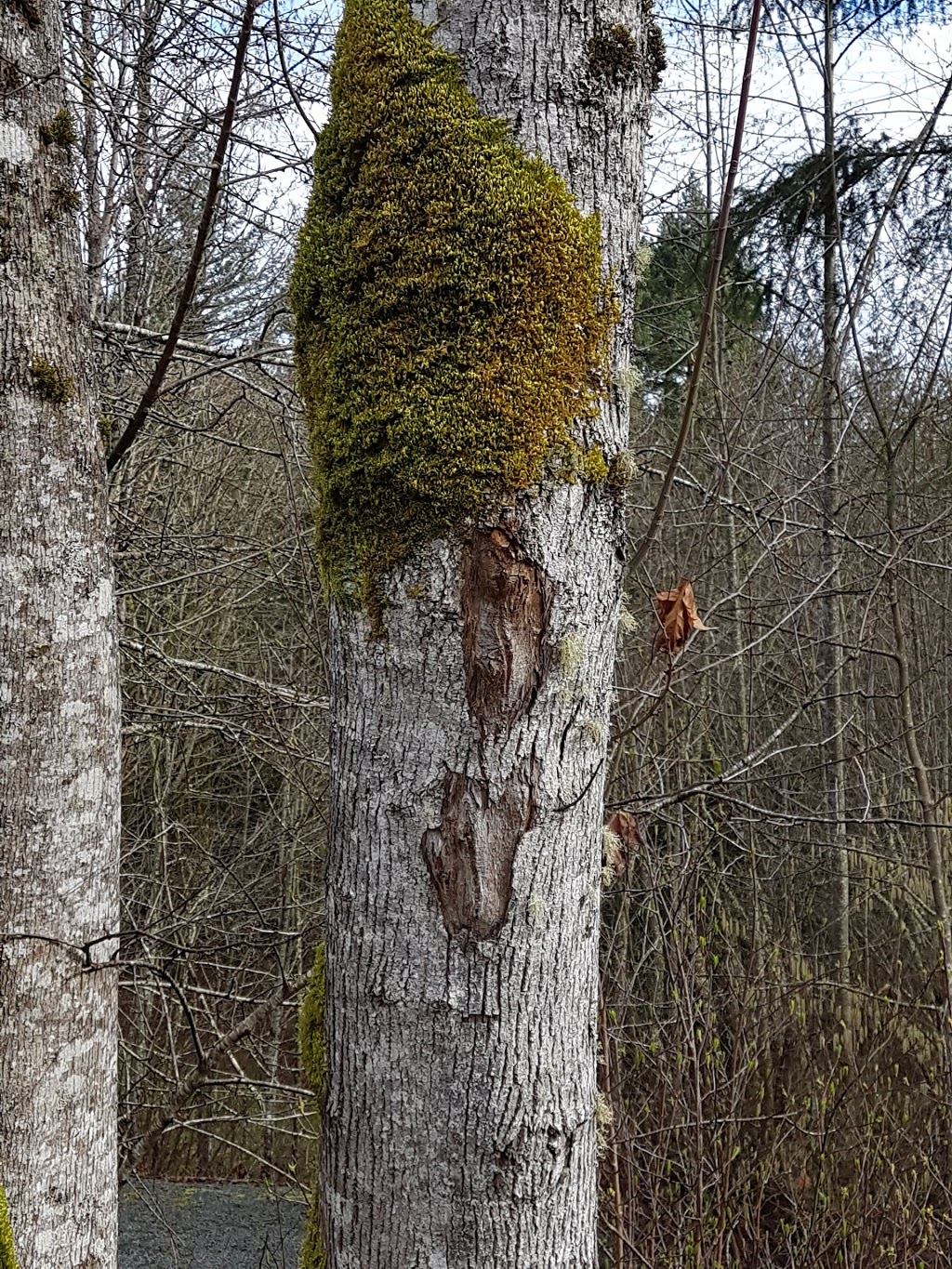 Stocking Creek Park | Stocking Creek Trail, Chemainus, BC V0R 1K0, Canada