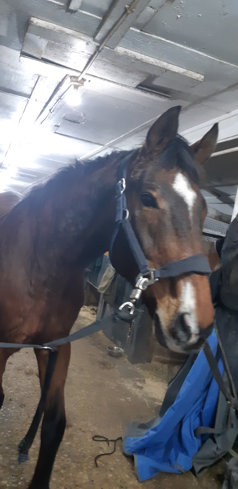 Grand Oak Meadows Stables | 1237 McCreary Rd, Winnipeg, MB R3P 0M6, Canada | Phone: (204) 250-7722
