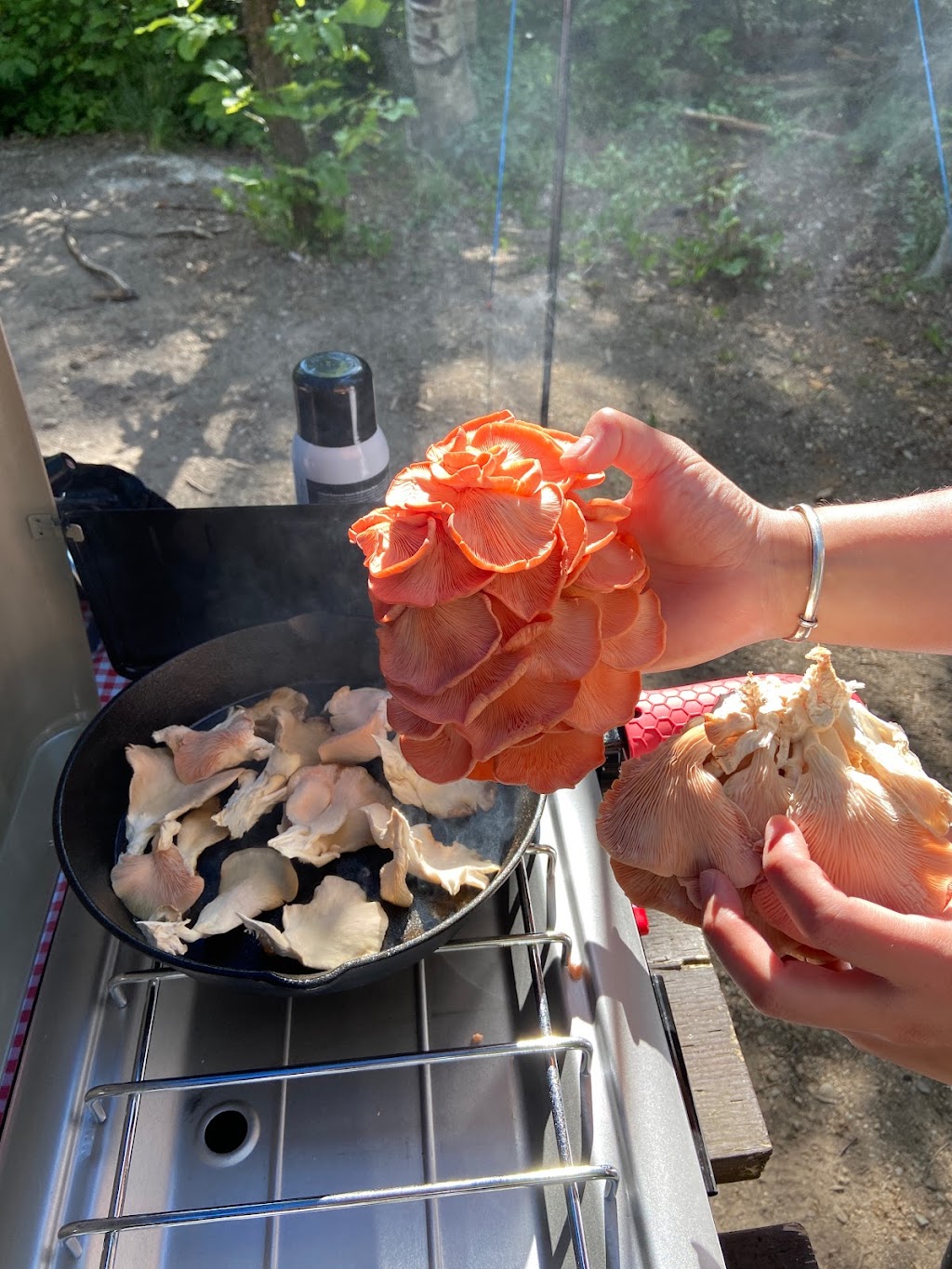 Gourmet Mushrooms Paisley | 3506 Bruce County Rd 3, Paisley, ON N0G 2N0, Canada | Phone: (519) 386-6557