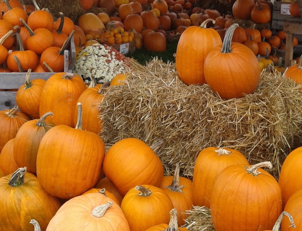 Au pays des petits fruits | 11000 Rang Ste-Henriette, Mirabel, QC J7J 1Z9, Canada | Phone: (450) 475-6158