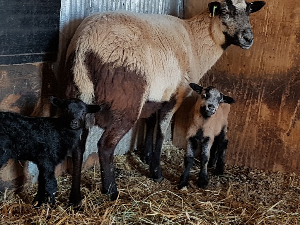 Valley Farm & Feed Depot | 3353 Regional Rd 15, Chelmsford, ON P0M 1L0, Canada | Phone: (705) 897-1099
