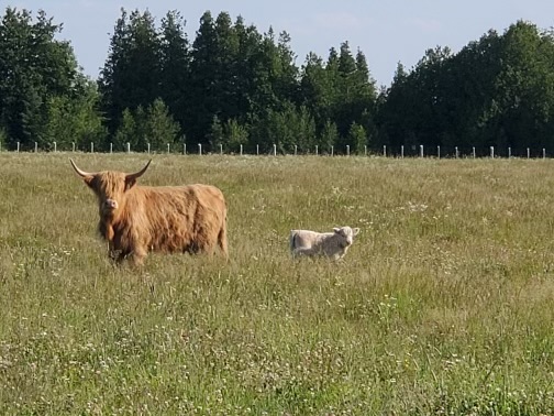 BENTHORN FARMSTEAD | 510 Municipal Rd, Sauble Beach, ON N0H 2G0, Canada | Phone: (519) 378-4486