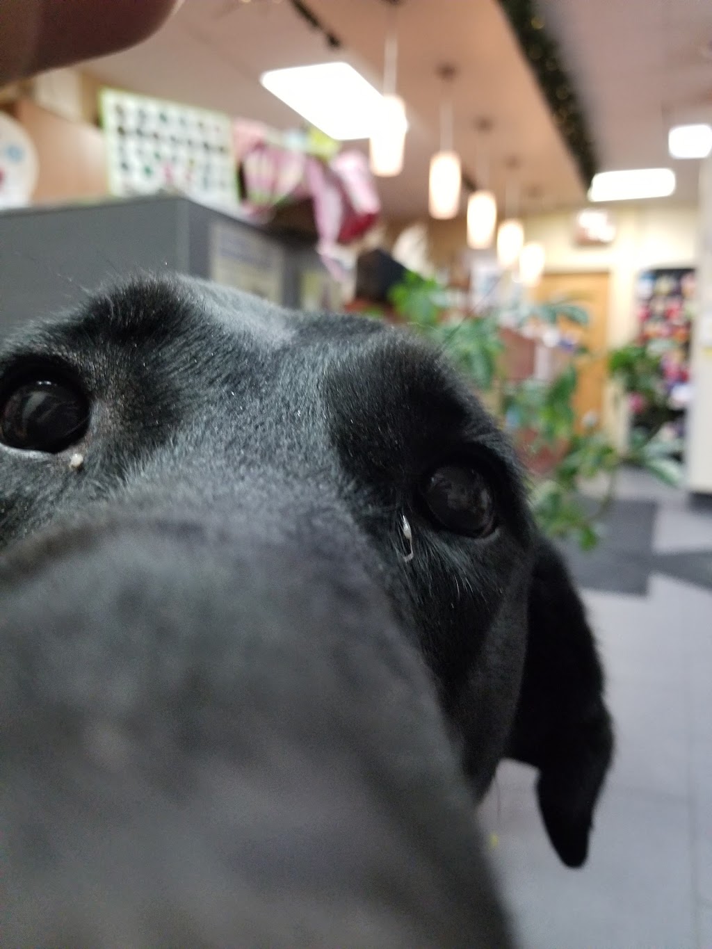 Veterinary Clinic Ile Jesus | 3625 Boulevard Dagenais O, Laval, QC H7P 5C9, Canada | Phone: (450) 963-6612