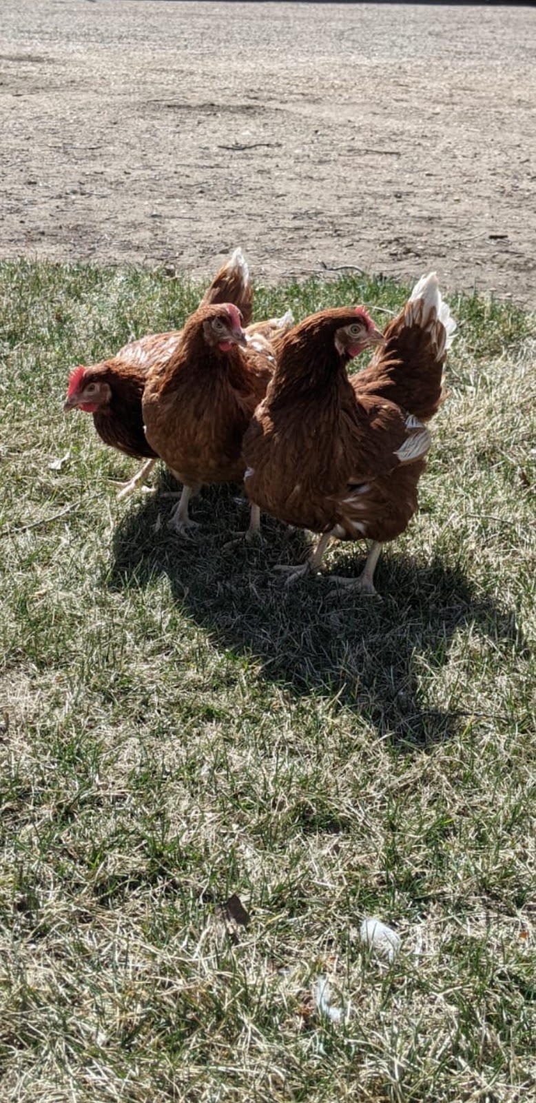 Homestead Poultry | 302022 Rge Rd 252, Linden, AB T0M 1J0, Canada | Phone: (403) 860-1754