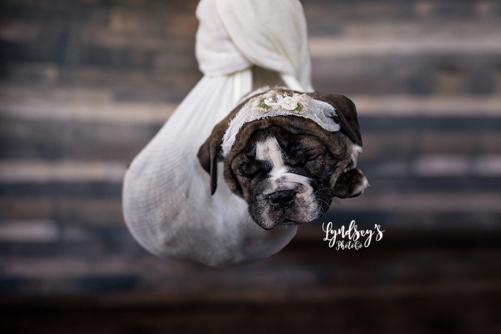 Custom Photo Props | 699 Versailles Rd, Silver Creek, NY 14136, USA | Phone: (716) 951-8021