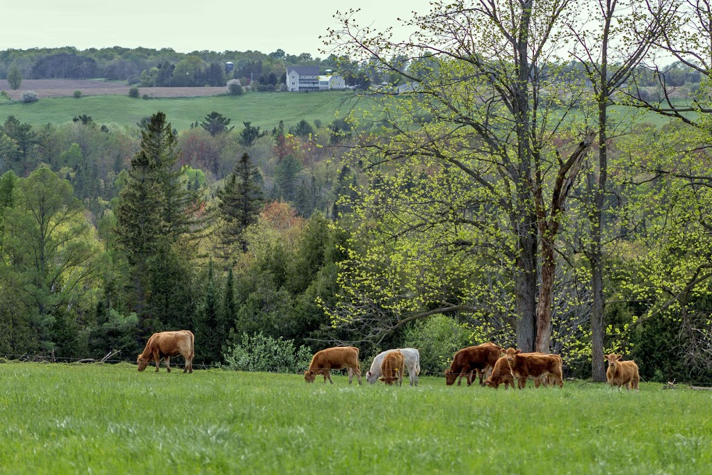 Wishing Well Sanctuary | 2710 Line 10, Bradford, ON L3Z 2A5, Canada | Phone: (905) 775-9179