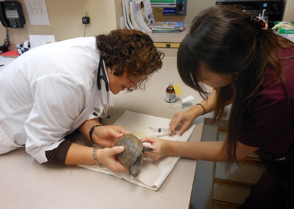 Lancaster Small Animal Hospital | 5156 Genesee St, Bowmansville, NY 14026, USA | Phone: (716) 681-3033