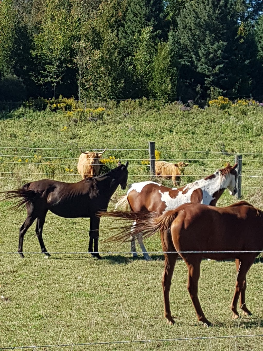 Serenity Lane Animal Sanctuary | 2556 N Asphodel 5th Line, Norwood, ON K0L 2V0, Canada | Phone: (905) 442-4632