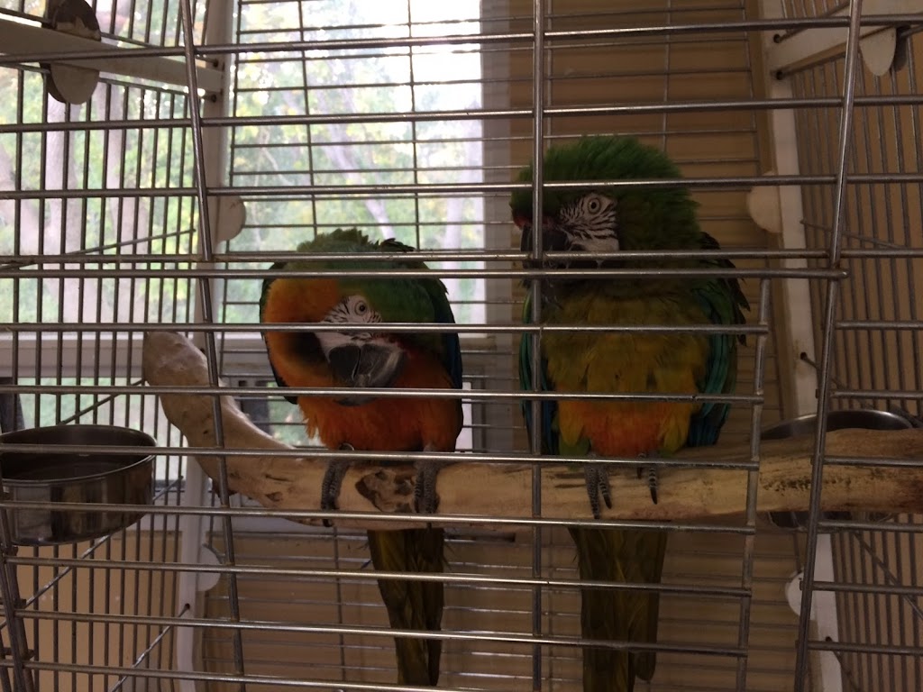 Creditview Animal & Bird Hospital | 5330 Creditview Rd, Mississauga, ON L5M 5N5, Canada | Phone: (905) 567-8387