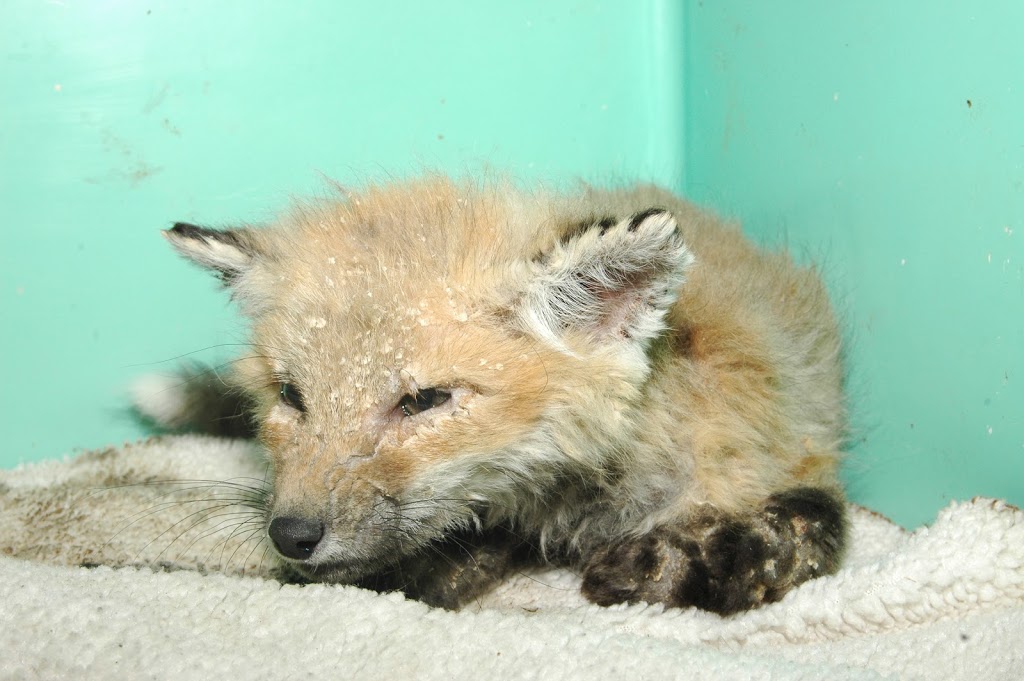 Woodlands Wildlife Sanctuary | 2146 Duck Lake Rd, Minden, ON K0M 2K0, Canada | Phone: (705) 286-1133