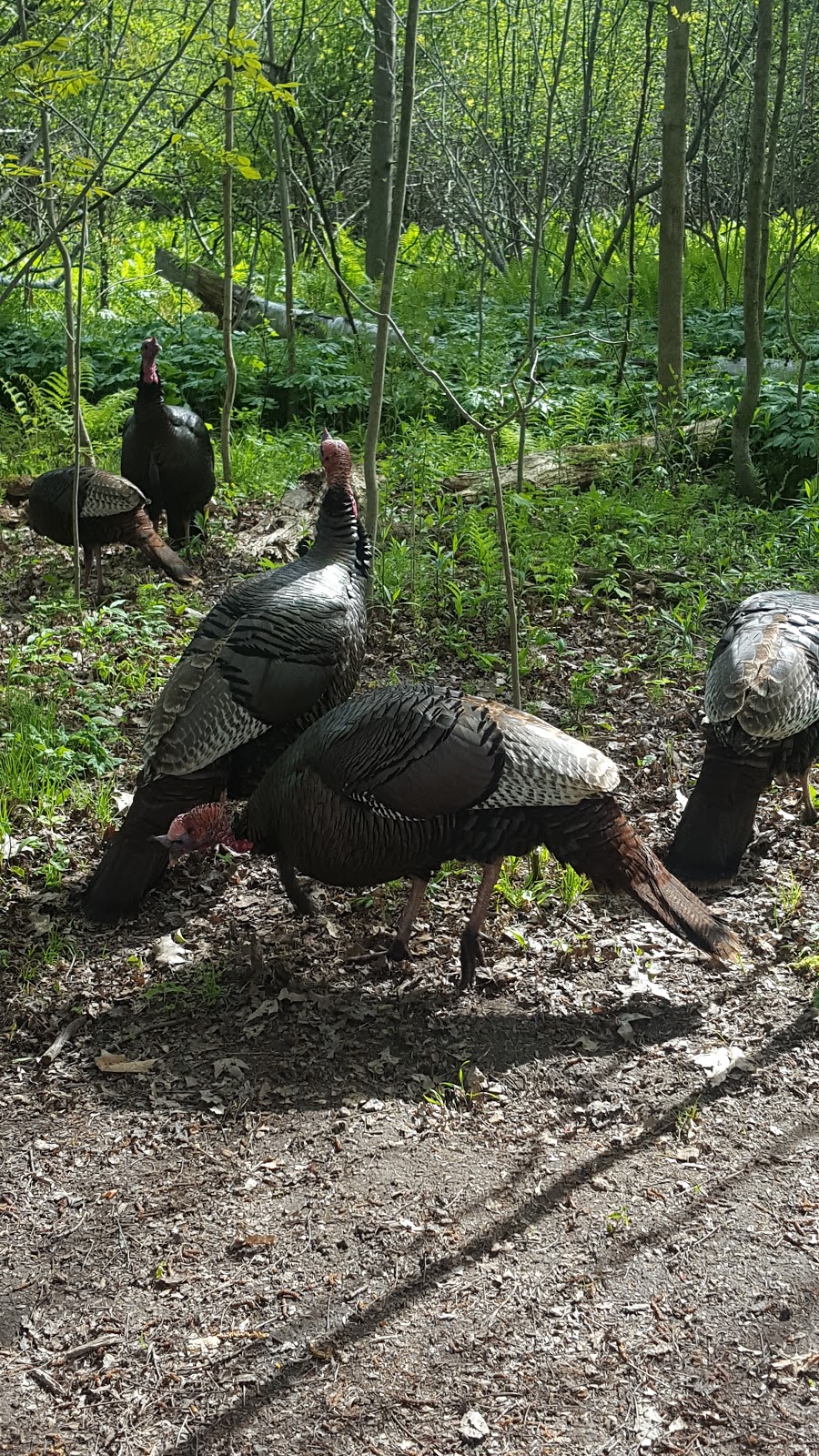 Lynde Shores Conservation Area | 1285 Victoria St W, Whitby, ON L1P 2B3, Canada | Phone: (905) 579-0411