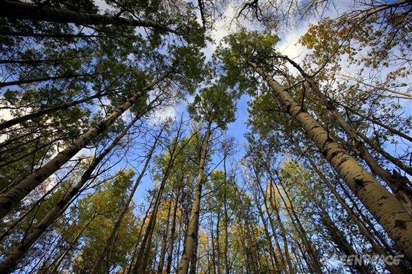 Association of Alberta Forest Management Professionals | 3203 93 St NW #320, Edmonton, AB T6N 0B2, Canada | Phone: (780) 761-8733