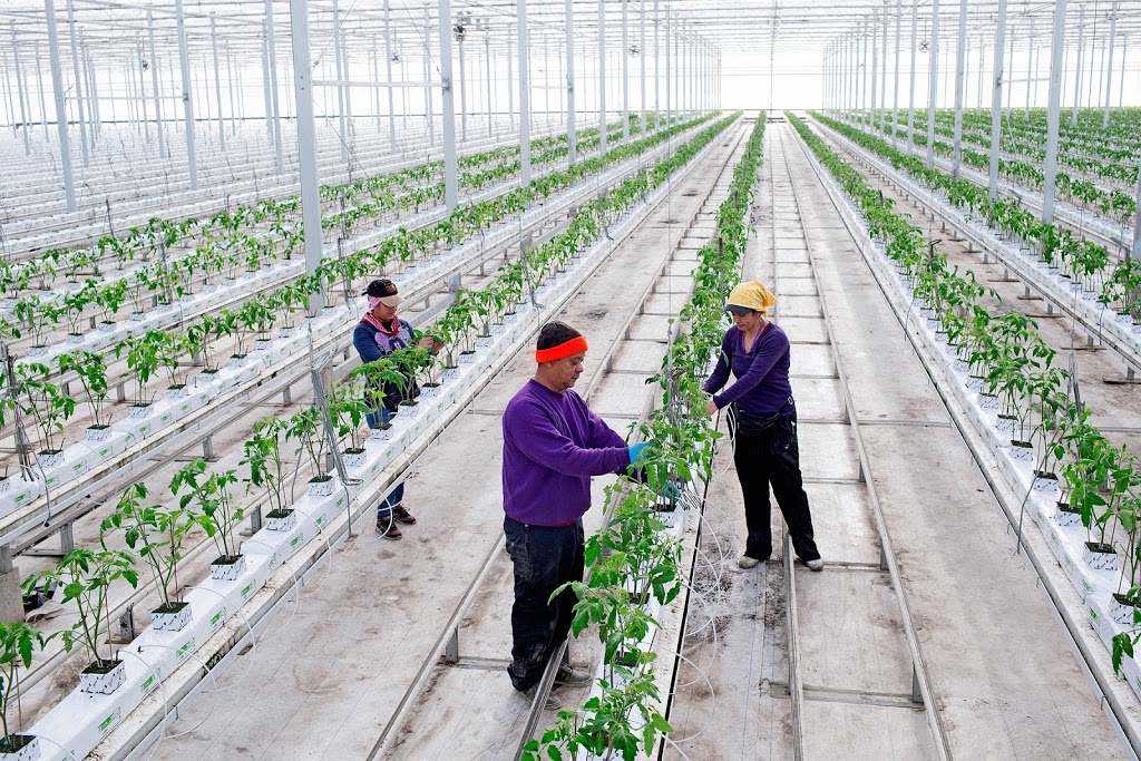 Huron Produce Ltd. (Suntastic) | 40534 Thames Rd, Exeter, ON N0M 1S5, Canada | Phone: (519) 235-2650