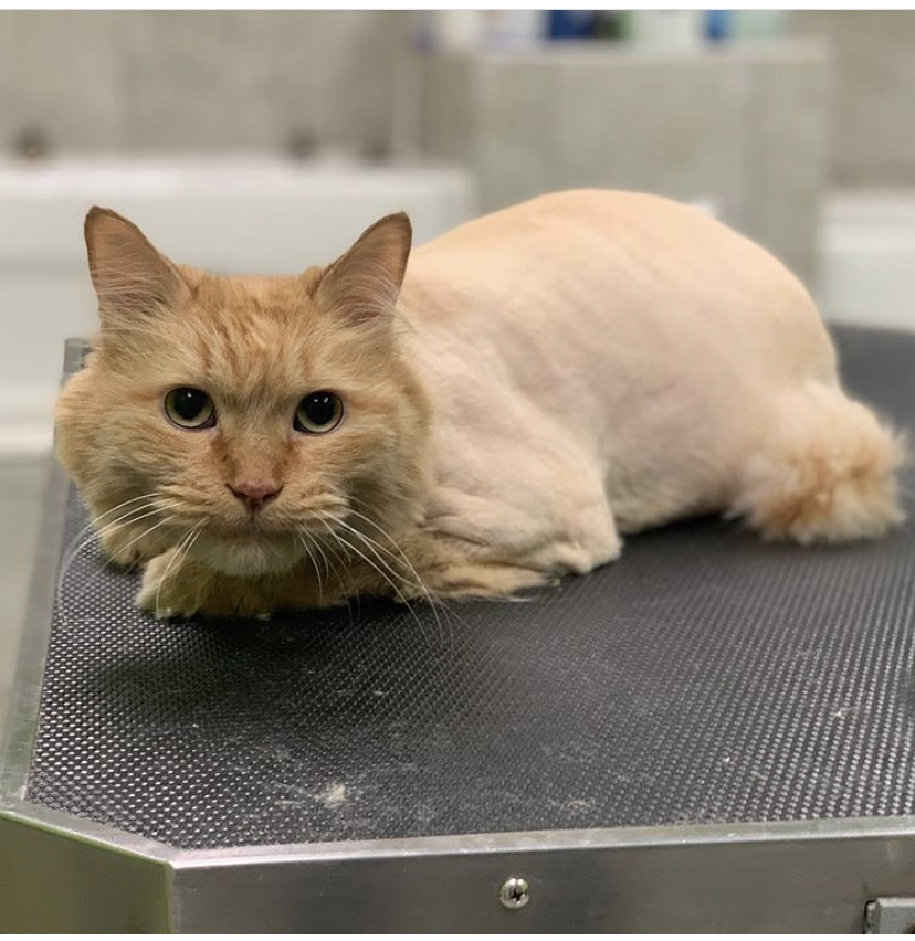 Pet Purfect | 5325 Harvester Rd, Burlington, ON L7L 5K4, Canada | Phone: (289) 348-5735